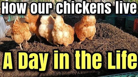 HOW our CHICKENS LIVE their LIFE in a chicken COMPOSTING YARD #permaculture #chickens #compost 🐓