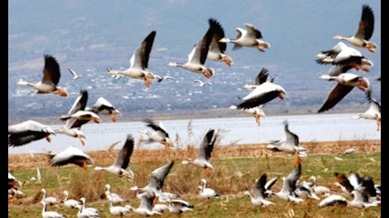 Supporting migratory birds during their long journey