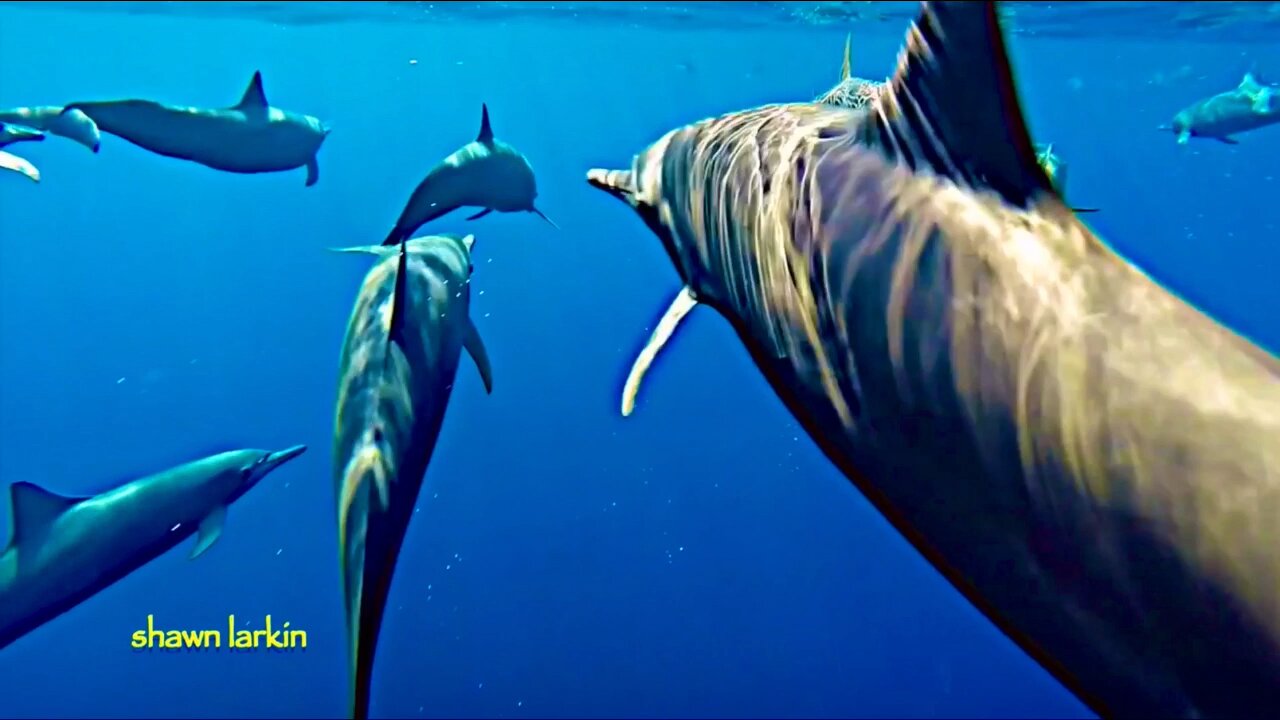 Wild dolphins greet me and make notes. Offshore Osa Marine Hot Spot. Costa Rica