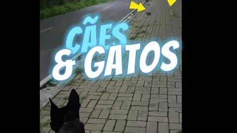 CÃES & GATOS