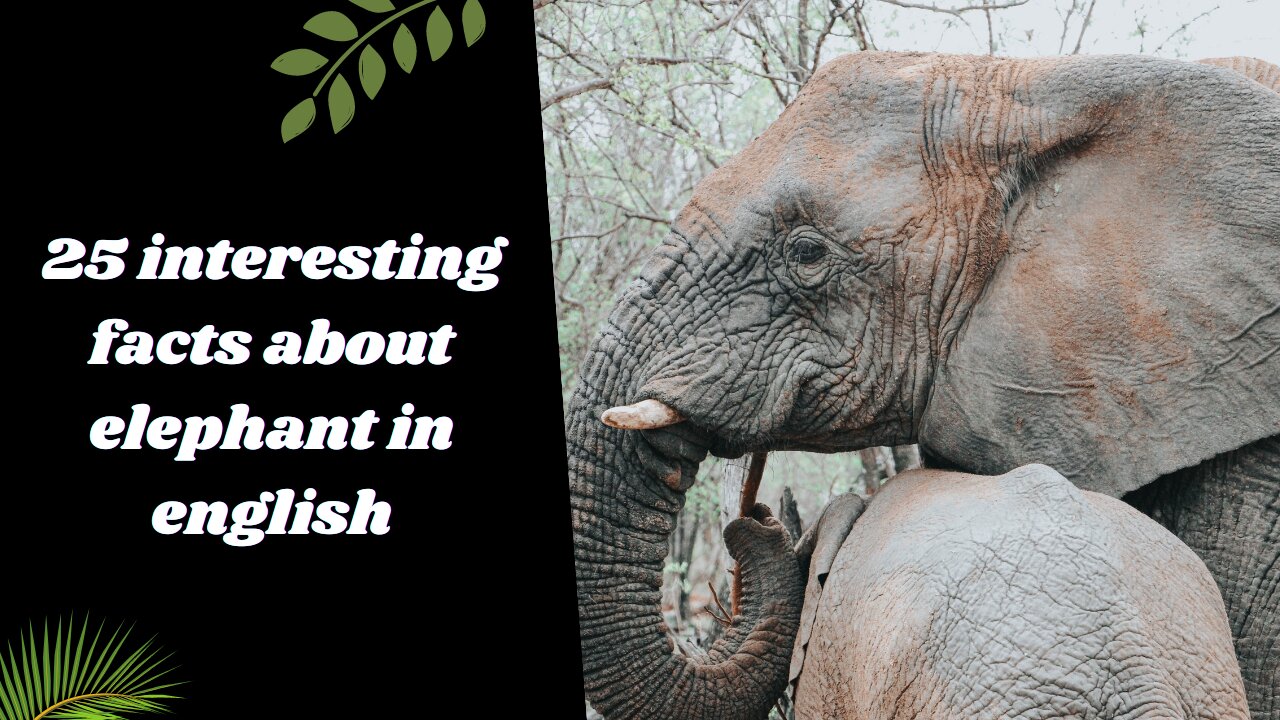 25 interesting facts about elephant in english