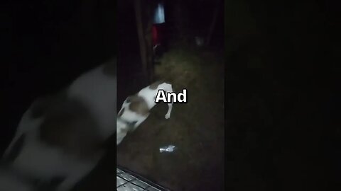 Would YOUR DOGS do the ENDING act 🤣 Wholesome Moments