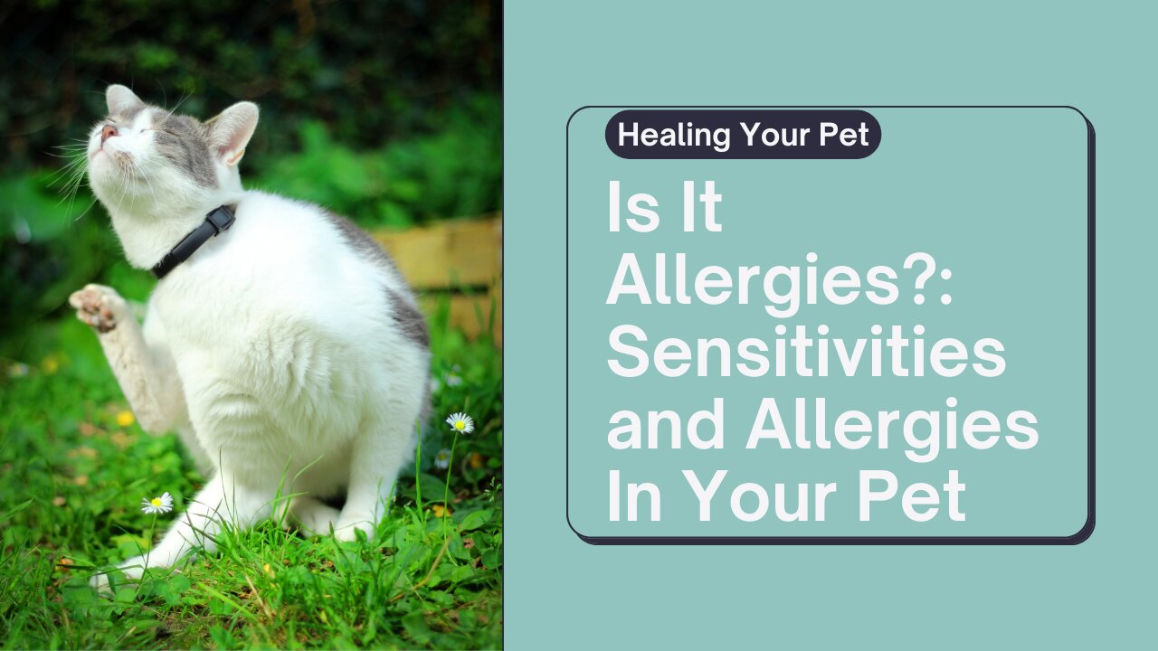 Does Your Pet Have Allergies?: Understanding the rise of allergies and sensitivities in pets.