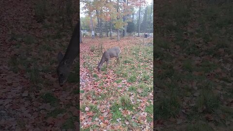 Jennifer & her young Buck friend