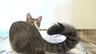 Kitten Won't Play with Me Anymore