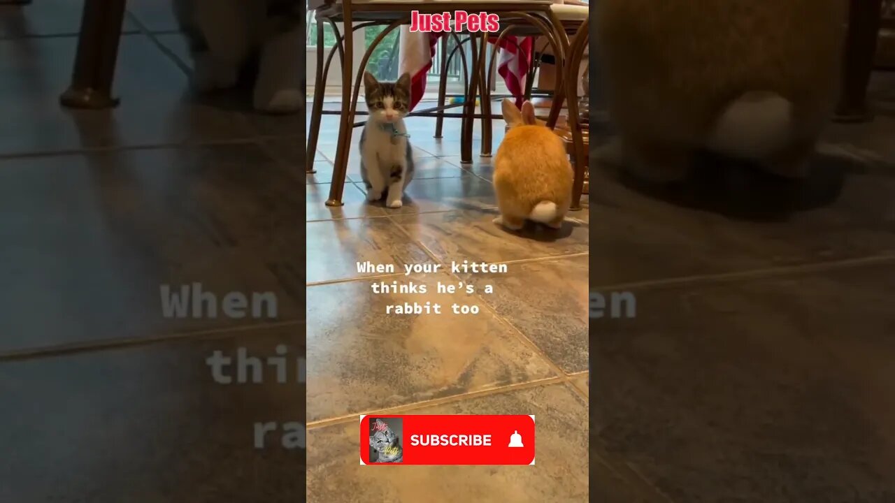 Kitten Thinks he is a Rabbit too - Best of Tiktok pets #shorts