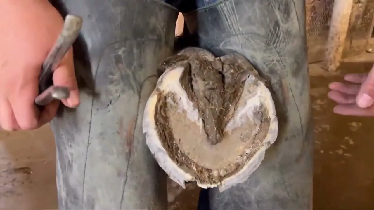 WORK HORSE gets Hooves Treated-9
