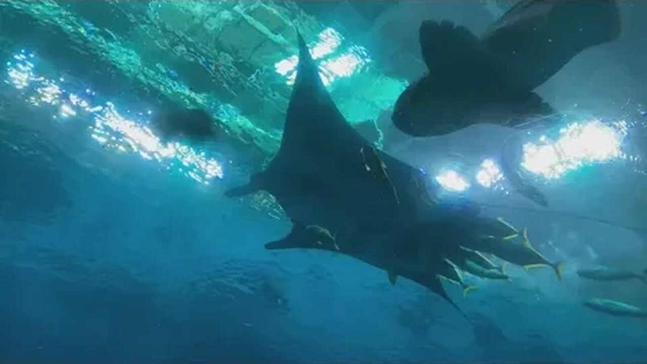 Georgia Aquarium Bonus Vacation Video