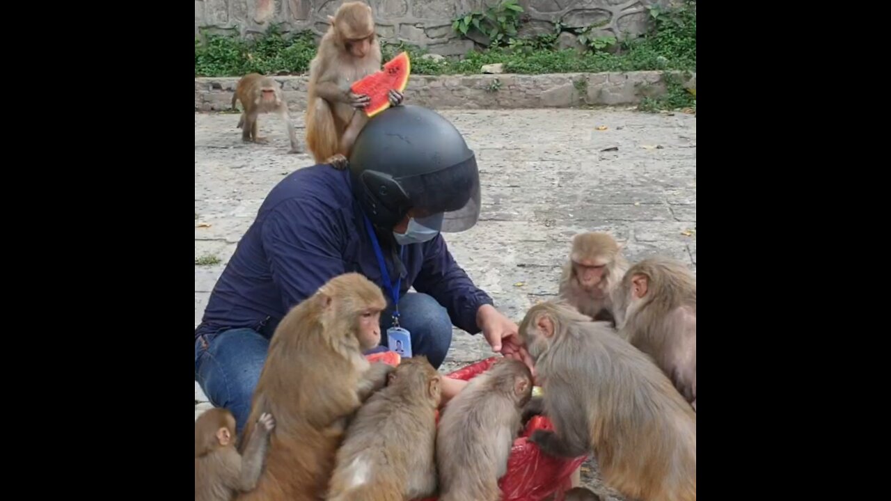 Feeding watermelon to the homeless people and hungry monkey | Helping poor people and poor money