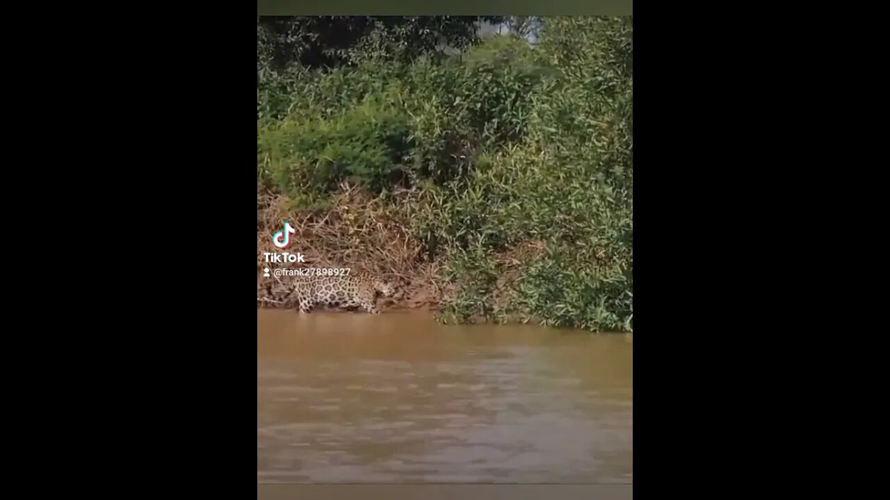 Capturan momento en que un leopardo caza un cocodrilo sigilosamente