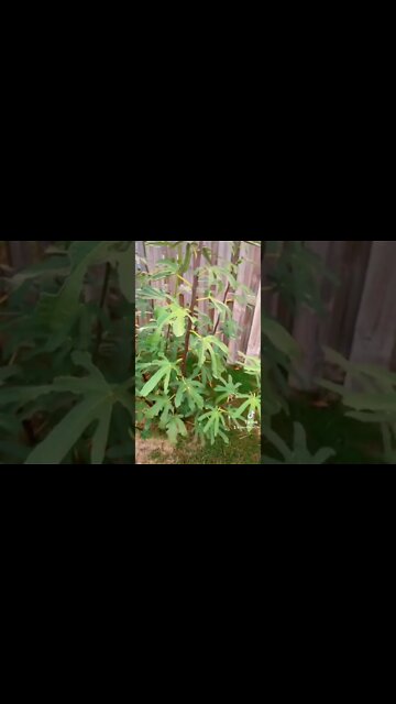 The Dalmatie Fig Tree Is AMAZING!!