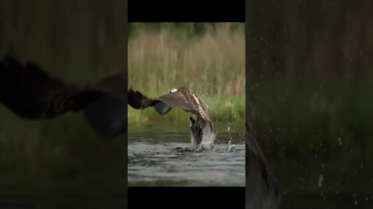Osprey Fishing