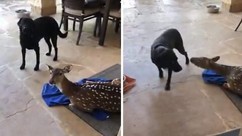 Pup tip-toes into house past rescued deer