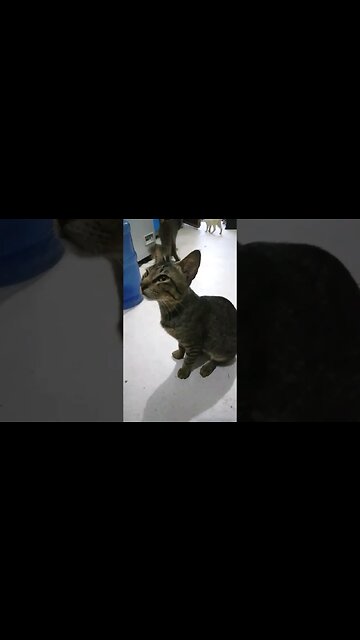 Big Pets Family in Philippines #cat #dogs #pets #Philippines