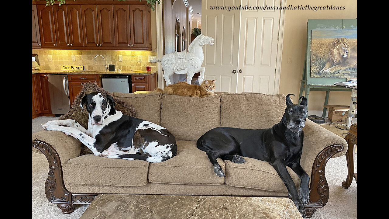 Tips For Getting Two Great Danes And A Cat To Pose For A Perfect Photo