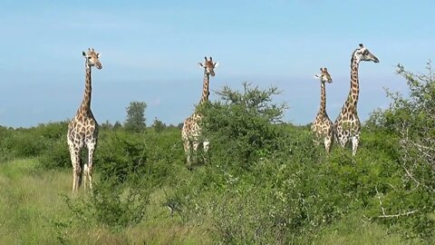 SOUTH AFRICA giraffes, Kruger national park (hd-video)-17