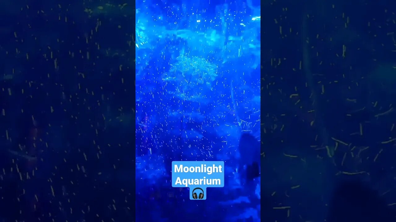 Moonlight aquascape😍🐟🎧 #shortsfeed