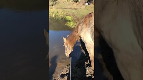 Remembering Arthur: He enjoys his last drink at the creek. Merry Christmas old boy. We miss you 💔🥲