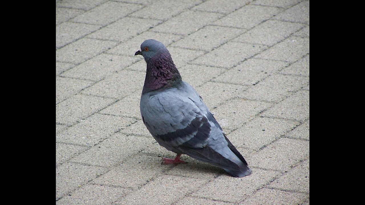 Angry pigeons