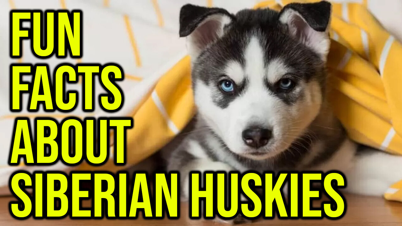 7 Fun Facts About Siberian Huskies You May Not Know