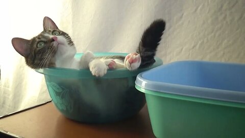 The Cat Is in His Favourite Place