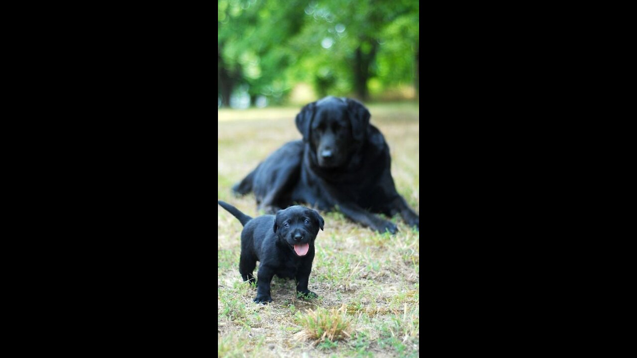 funny dog video( Cute Puppies Playing With Big Dog ❤)