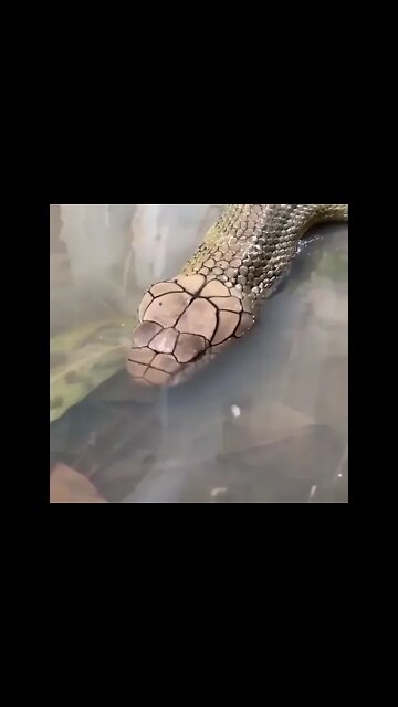 Wild Animals Beauty's #UbertainmentFun #Shorts #ytshorts #Dogs #Animals #Fun