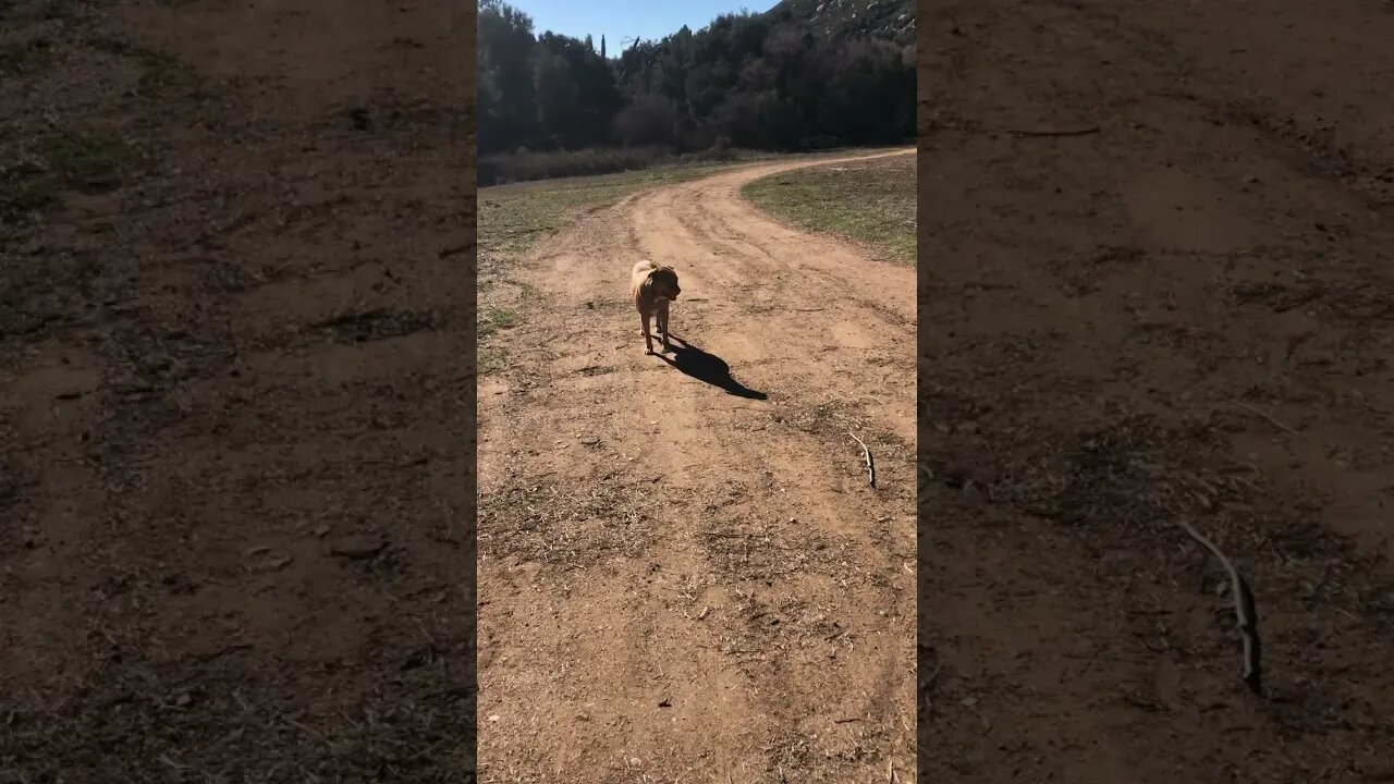 Good Old Happy Boy Fat Al Tye Dog