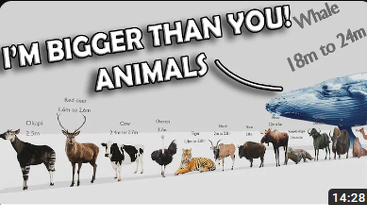 I'M BIGGER THAN YOU (ANIMAL SIZE COMPARISON)
