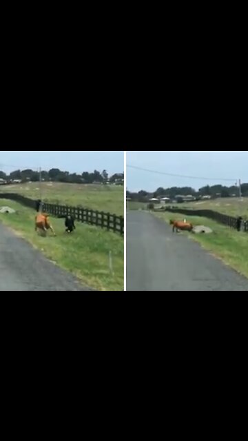 Firefighter gets chased by stray cow