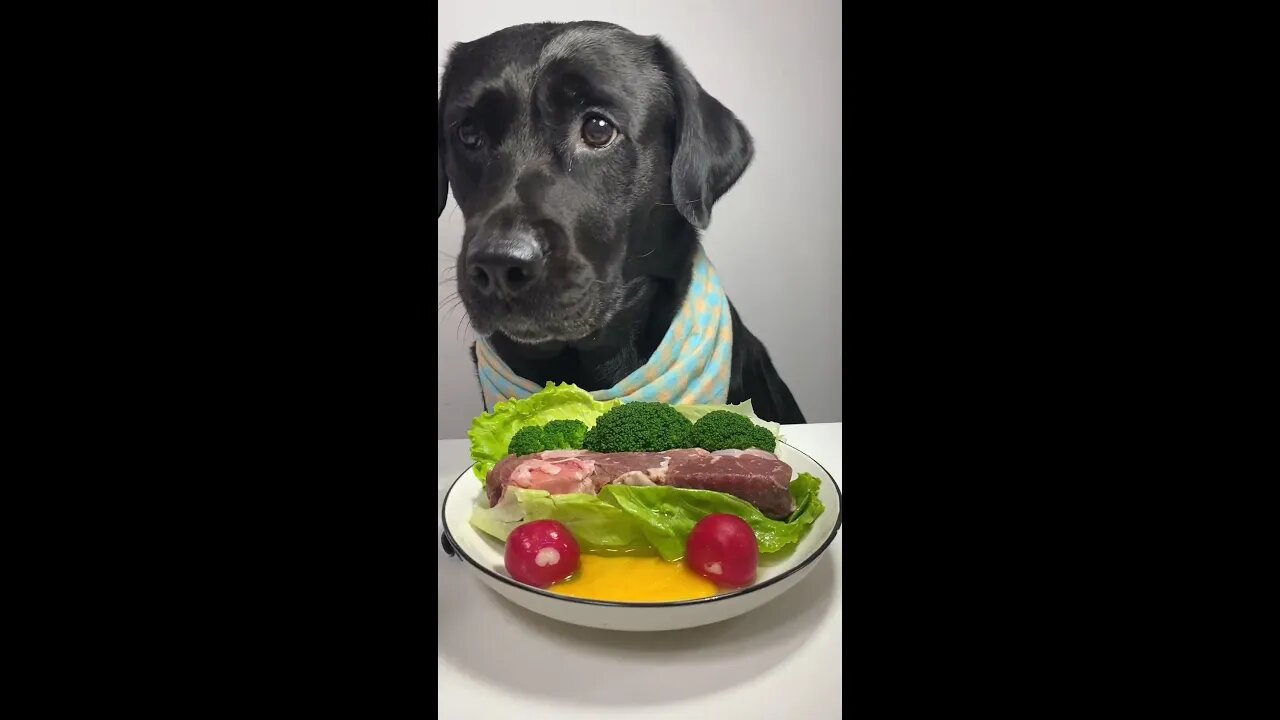 🍖 Feeding a Meaty Treat to My Labrador 🐶 #Dog #ASMR #Shorts #Video #Viral #Trending #Reels #Short