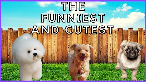 The Cutest DOG Video EVER