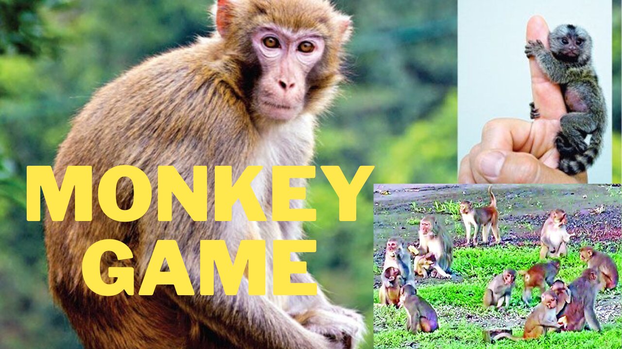 Monkey Game Excellent Video