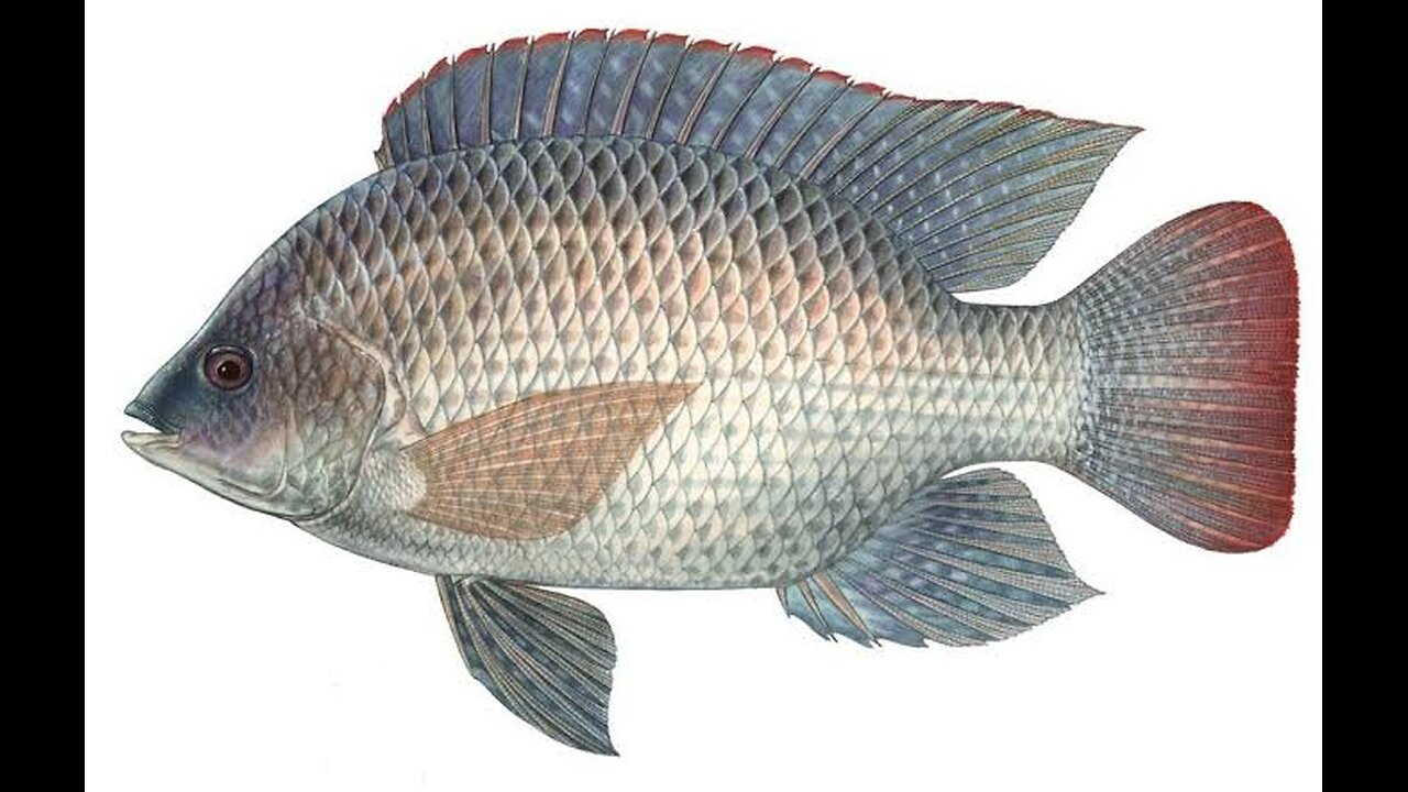 Talapia