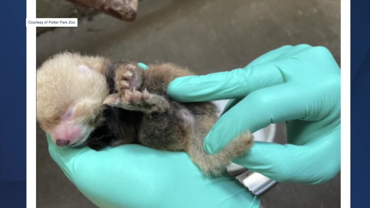 Mahlia, the red panda at Potter Park Zoo, gave birth to two cubs early this month.