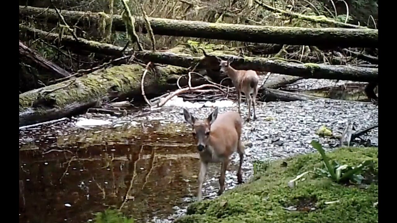 A Small Salmon Stream, August 14-17