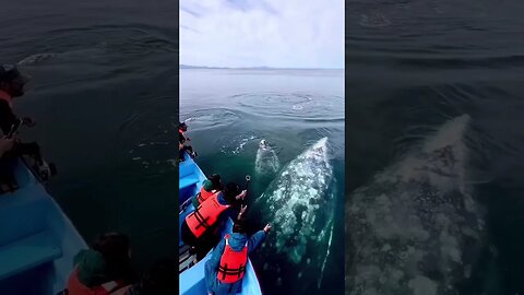 Wonderful video