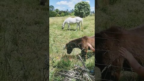 kids with horses