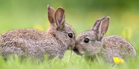 cute rabbits of the week