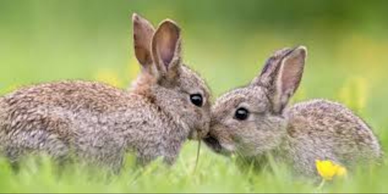 cute rabbits of the week