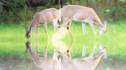 Deer Herds in North Georgia