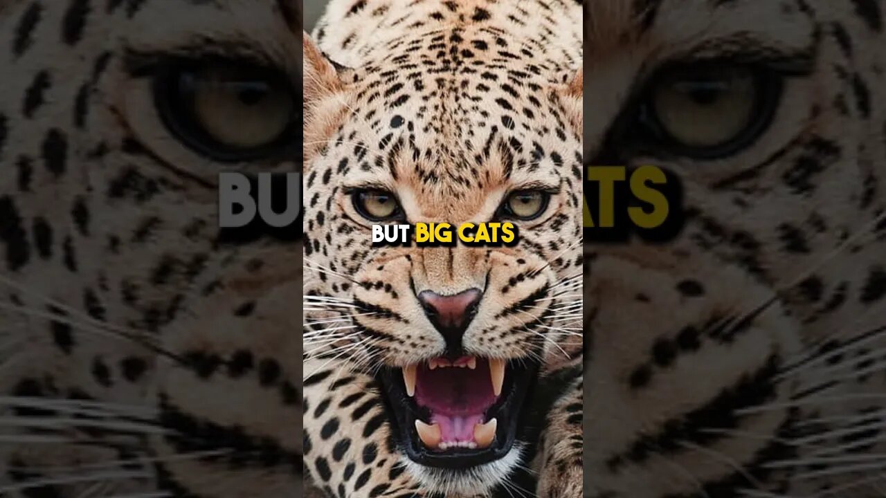 Where Do Animals Come From?