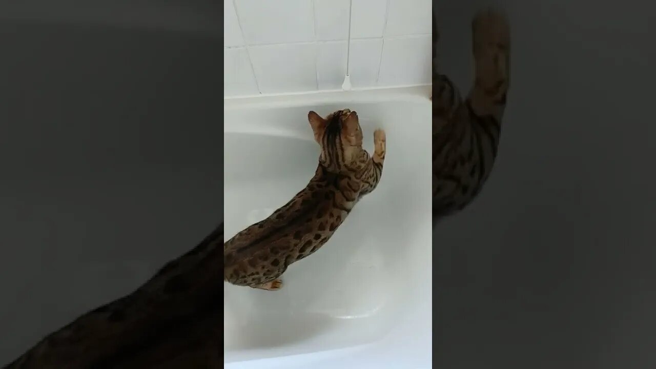 Cat hogs the bathroom #bengalcat #funnycat #cutecat