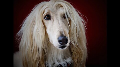 Pakistan plans to expel Muslim migrants