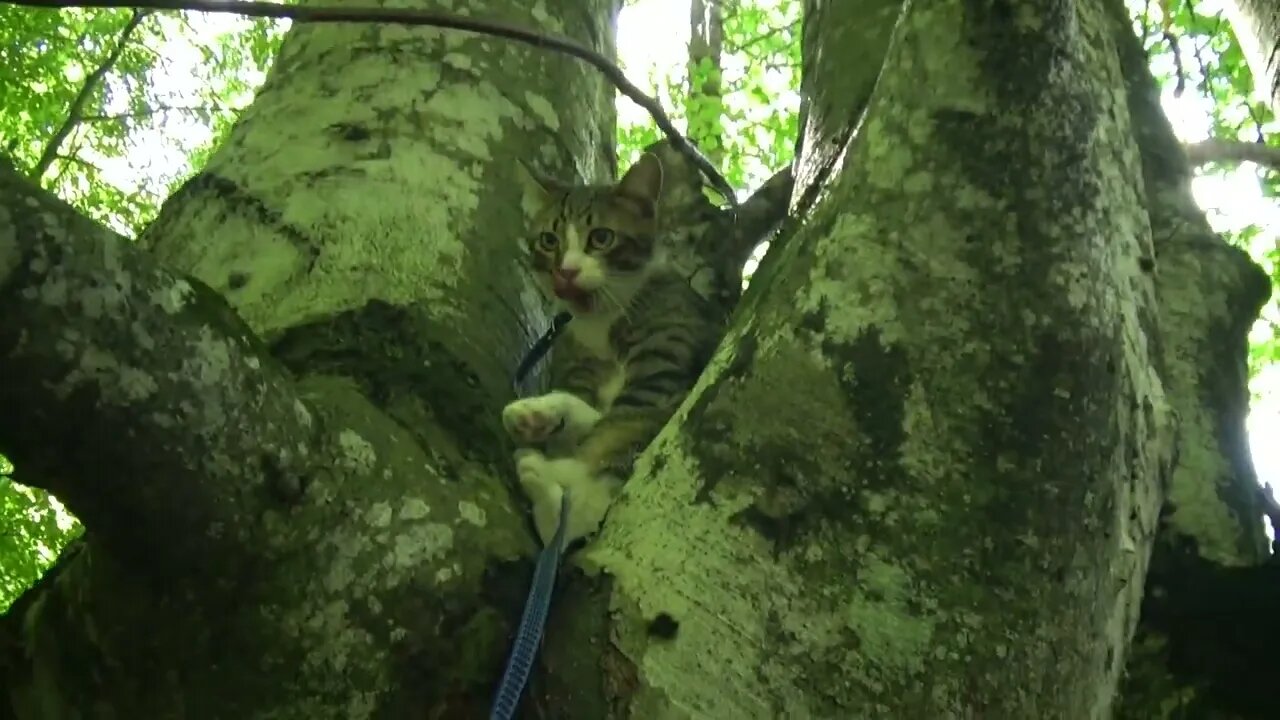 Kitten Watches a Brook from the Tree