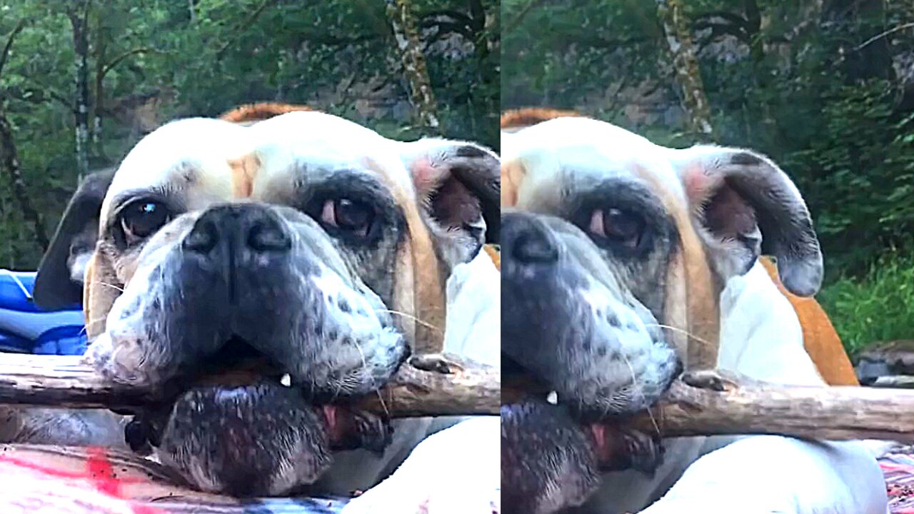 A Cute Dog Eat Wood In A Forest