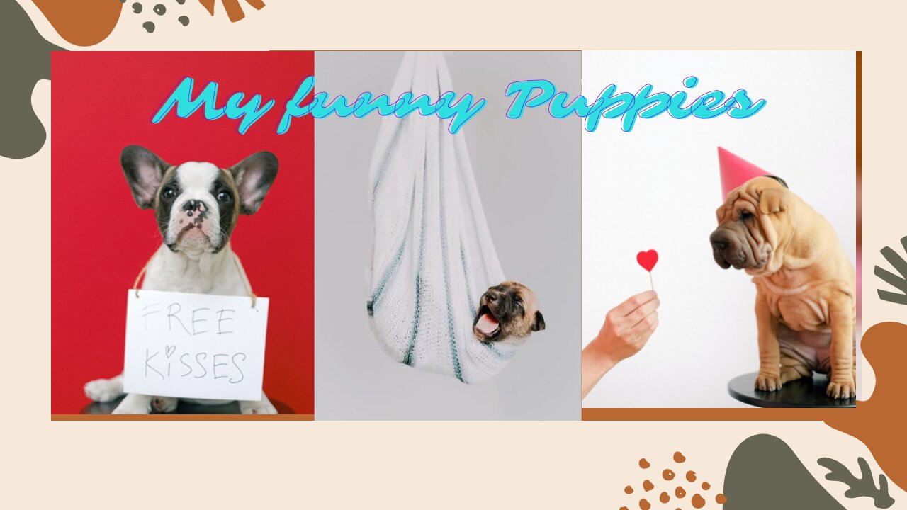 Cute and Funny puppies video compilations