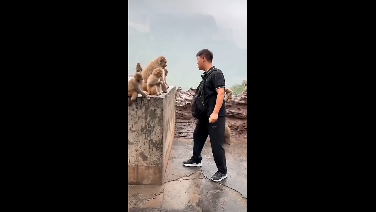 The Monkey 🐒 Was Frightened