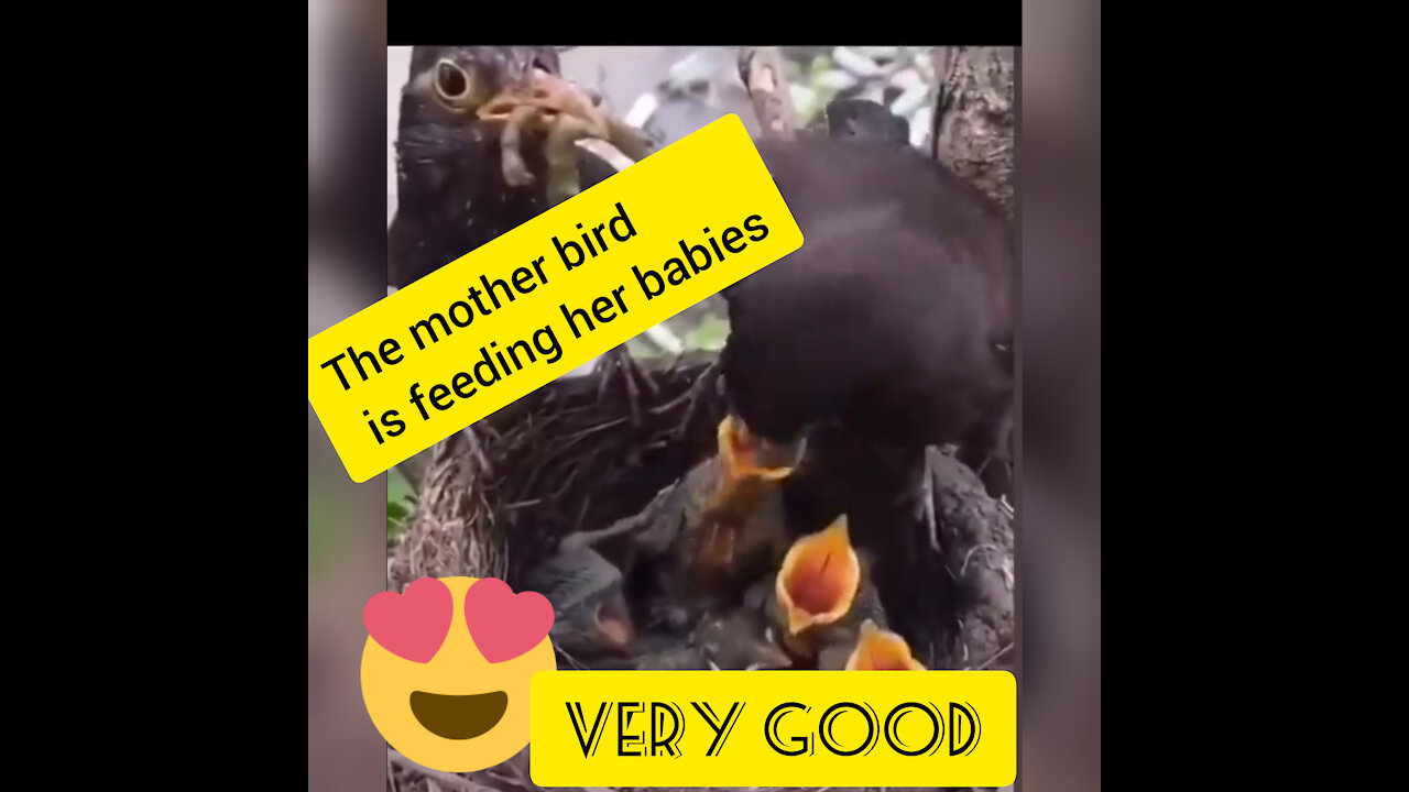 Feeding the bird to its children 😍👌 Very cute