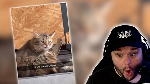 That's A BIG Doggo | Reacting To Funny Animal Videos